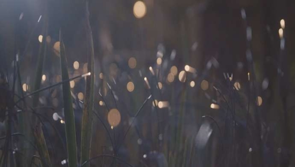 Η Ολλανδία δημιουργεί το πρώτο πάρκο στον κόσμο που φωτίζεται από φυτά